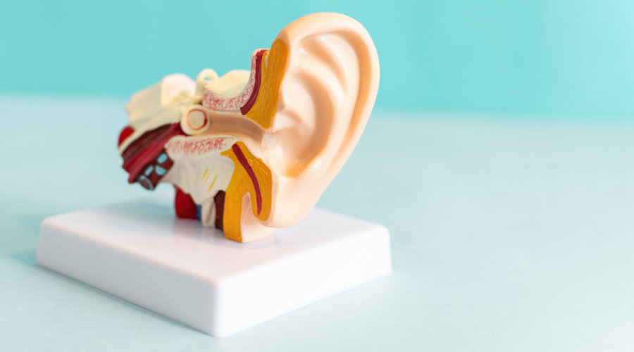 Haarsinneszellen im Ohr: Warum sie über Ihr Hörvermögen entscheiden